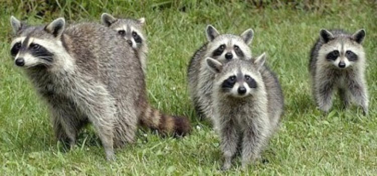 Ratonii, vânduţi în România ca animale de companie